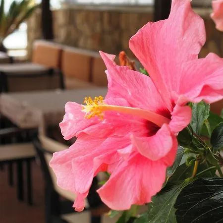 Hotel Faedra Amoudara (Lasithi)